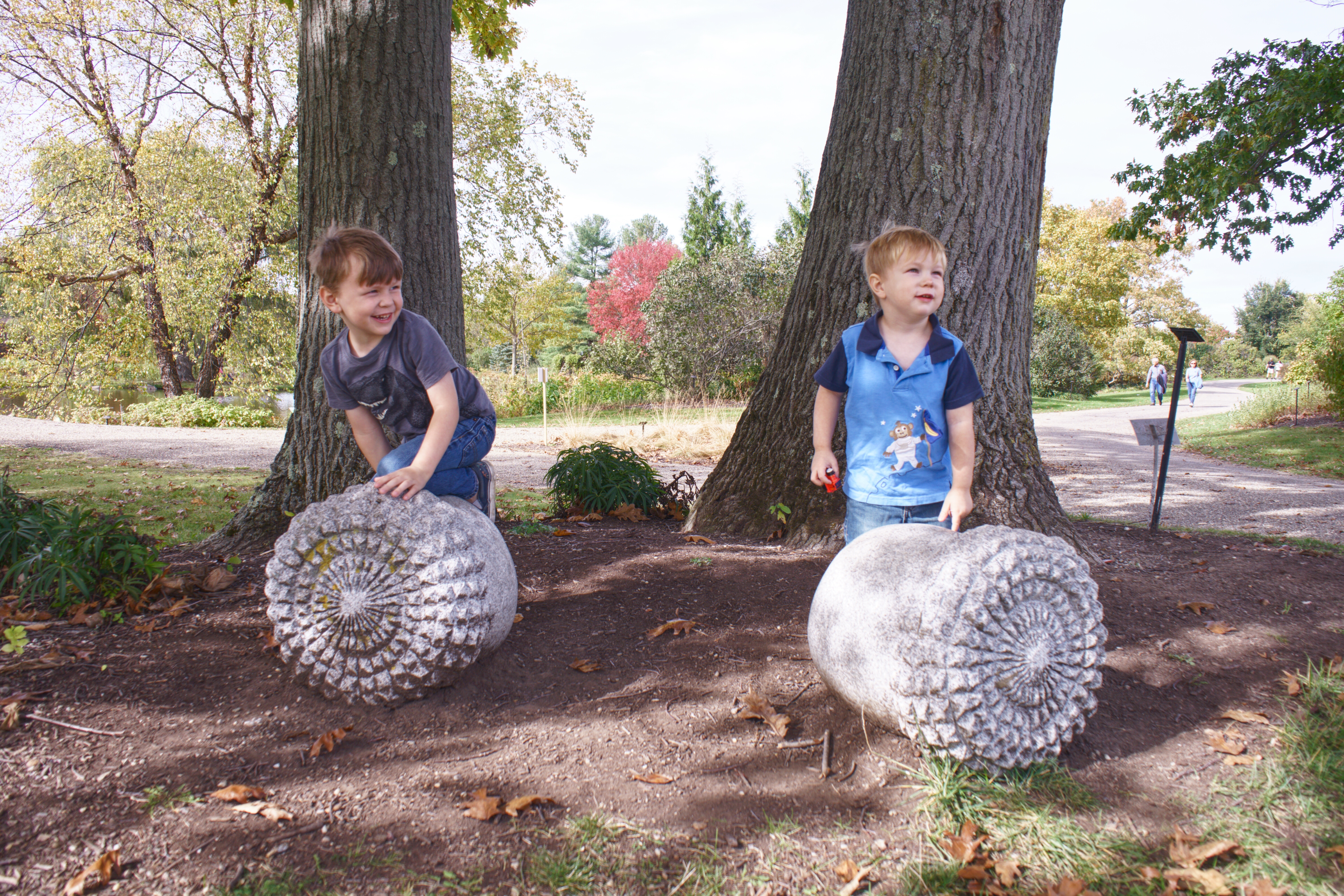 dueling acorns